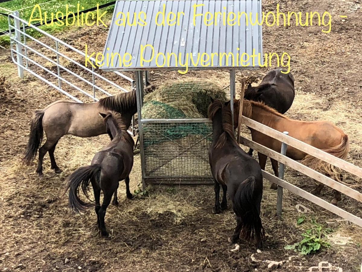 Hof Vierzehnender Im Hohen Venn - 70Qm Fachwerk-Studio - Grosses Wohn-Schlafzimmer Mit Dachterrasse Und Kaminofen - Separate Kueche - Perfekt Fuer Paare - Monschau - Eifel - Hunde Willkommen - Islandpferde ภายนอก รูปภาพ
